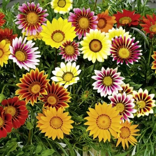 Miniatura 6 de Semillas Treasure Flower Mix African Daisy Gazania Flores perennes