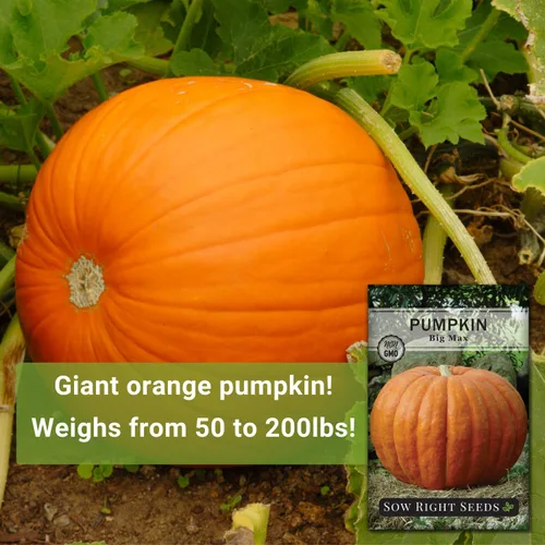 Miniatura 3 de Sow Right Seeds - Semillas de calabaza Big Max para plantar - Paquete de reliquia sin OMG con instrucciones para plantar un huerto casero - Variedad