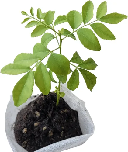 Planta de hoja de curry. Planta viva. Fragante, hermosa, comestible. Fácil de cultivar. La cocina india debe tener. Murraya Koenigii. (1 bolsa)