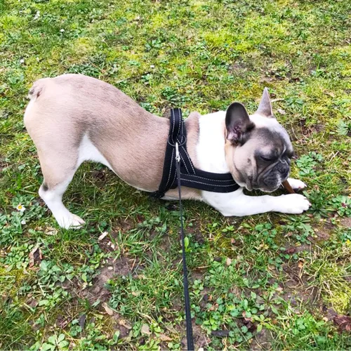 Miniatura 5 de HDKUW Arnés de felpa para perro, chaleco ajustable sin tirones para clima frío, arnés para mascotas para perros pequeños, medianos y grandes, negro