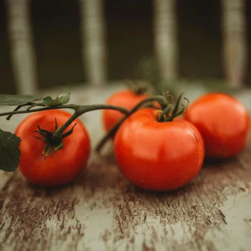 Miniatura 3 de Perestroika - Tomate siberiano – 50 semillas – Variedad de reliquia rusa, ideal para estaciones cortas y climas fríos, semillas de tomate sin OMG