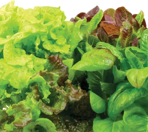 Miniatura 3 de Miracle-Gro AeroGarden - Kit de semilla autóctonas en vainas de ensalada