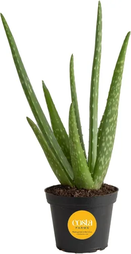 Miniatura 10 de Costa Farms Planta viva de aloe vera en maceta decorativa, fácil de mantener, suculenta purificadora de aire, decoración del hogar, habitación u
