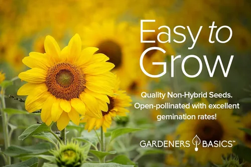 Miniatura 2 de Gardeners Basics Semillas de girasol para plantar flores, terciopelo Queen, rascacielos, reina limón, gigante, belleza otoñal, cereza de chocolate