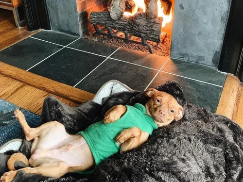 Miniatura 4 de Gooby - Chaleco de tejido polar para perro, ropa de invierno para perros pequeños, para uso en interiores y exteriores Verde