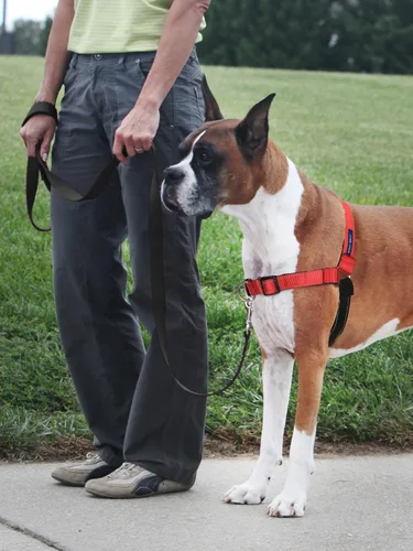 Miniatura 2 de PetSafe Arnés Deluxe Easy Walk – Arnés de pecho para perro de confianza del entrenador con diseño de bucle Martingala transpirable – Ayuda a dejar