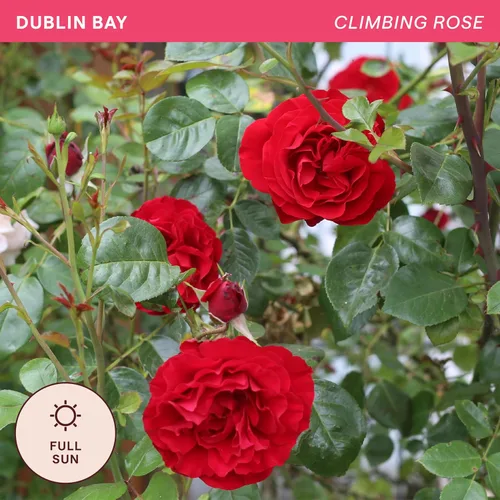 Miniatura 4 de Rosas trepadoras de reliquia, planta de raíz propia viva para jardín al aire libre, Dublin Bay®, ligeramente fragantes, zonas de rusticidad 5-10