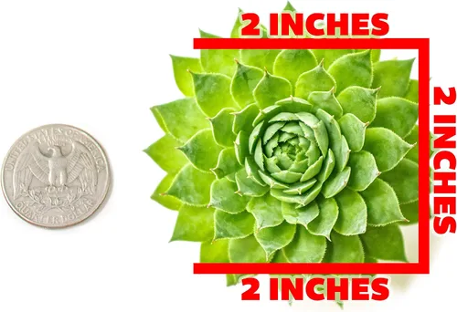 Miniatura 5 de Plantas suculentas 20 suculentas Sempervivum Enraizadas en macetas con tierra Plantas de interior reales Regalos o decoración de habitación
