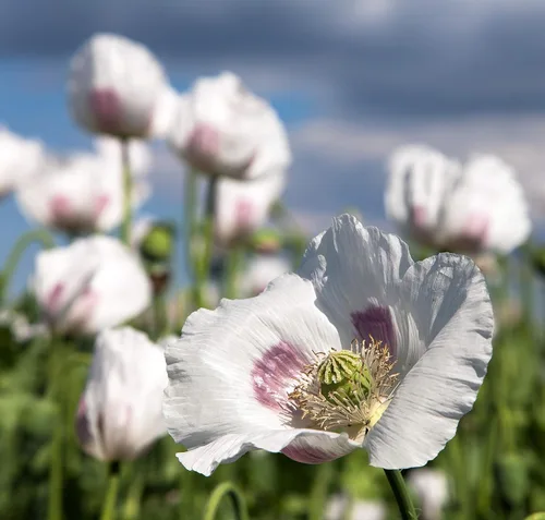 Miniatura 2 de 250 semillas de amapola gigante (Papaver Somniferum Giganteum) sin OMG - reliquia