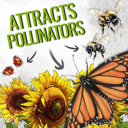 Miniatura 4 de Seed Needs Semillas de girasol para plantar a rayas grises de mamut, bolsa grande resellable de 2 onzas, semillas de reliquia Helianthus annuus sin