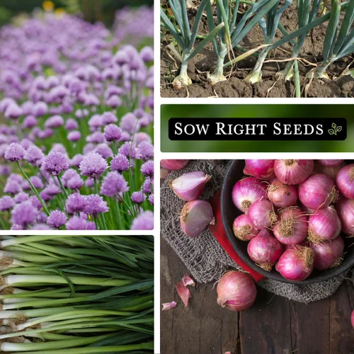 Miniatura 4 de Sow Right Seeds - Colección de semillas de la familia de cebollas para plantar - 6 variedades de cebollino y cebollas - Resistente y sabroso