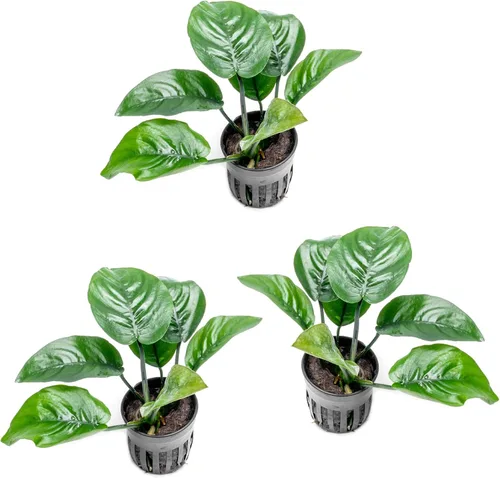 Miniatura 59 de SubstrateSource Plantas vivas – Anubias Hastifolia (Anubias hastifolia) – Luz baja a moderada, hojas en forma de flecha de color verde medio a