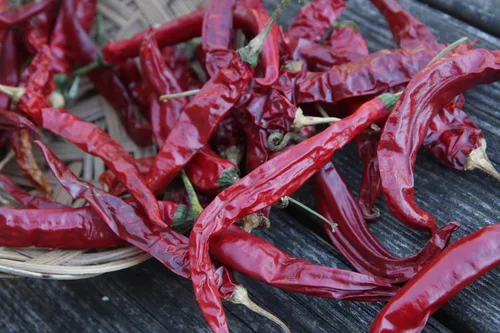 100 semillas de chile Sichuan orgánicas certificadas por USDA, Er Jing Tiao, producto de los Estados Unidos, sin OMG,