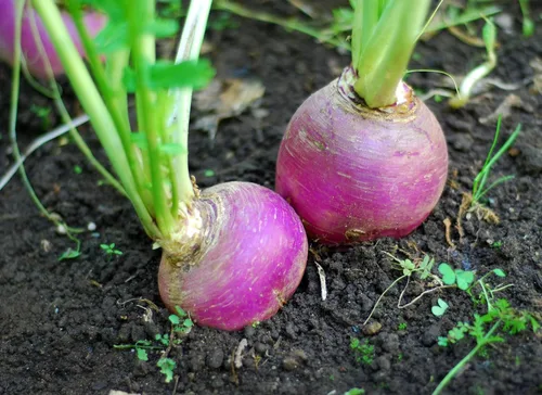Miniatura 5 de Hancock Seed Co. - Semillas de nabo con forma de globo blanco con parte superior morada, 5 libras.