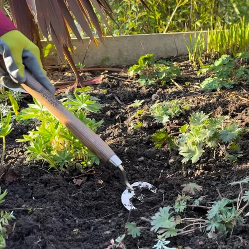 Miniatura 4 de Spear & Jackson Tenedor de malezas de mano de acero inoxidable, herramienta de jardinería duradera para deshierbe eficiente y aireación del suelo