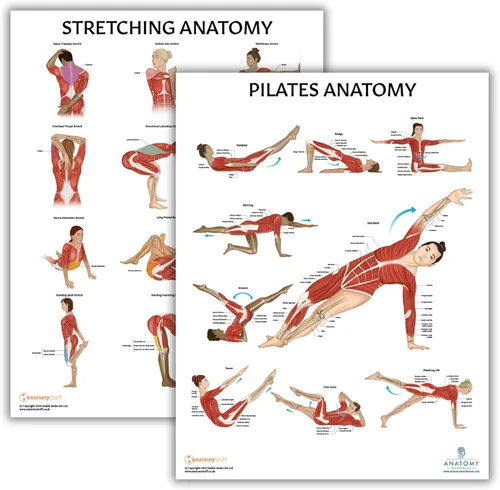 Miniatura 10 de Anatomy Lab Póster muscular, esquelético, yoga, estiramiento y pilates, anatomía y fisiología – Paquete de 5 LAMINADO 17.3 x 22.5 pulgadas, tabla