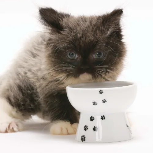 Miniatura 8 de Necoichi - Cuenco elevado de comida para gatos, cuenco elevado de cerámica para fatiga de bigotes y cuello, apto para lavavajillas y microondas
