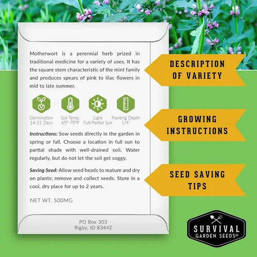 Miniatura 2 de Semillas Motherwort para plantar, Leonurus Cardiaca, hierba medicinal para jardines de boticario y apoyo de polinizadores, semillas de jardín