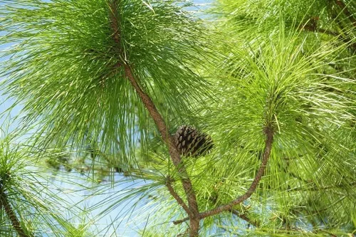 Miniatura 3 de Slash Pine Tree 3 plantas vivas Pinus Elliottii Árbol de sombra señorial de rápido crecimiento