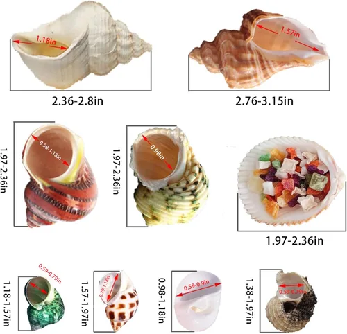 Miniatura 3 de SINKOO 17 conchas de cangrejo ermitaño (9 tipos), conchas marinas turbo naturales de 0.98 a 3.15 pulgadas para escondites de crecimiento de cangrejo