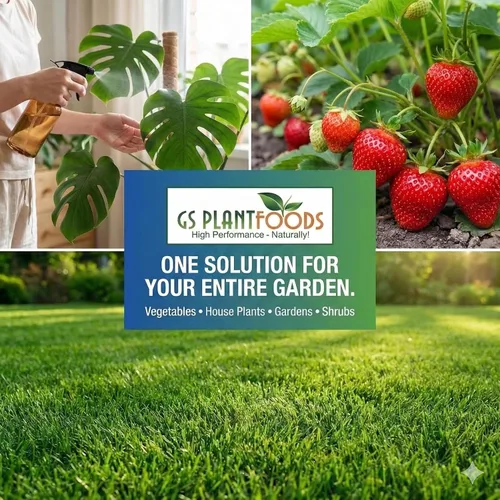 Miniatura 4 de GS Plant Foods Fertilizante Líquido de Pescado y Algas Kelp (1 Galón) – Alimento Vegetal Natural Listado por el Instituto de Revisión