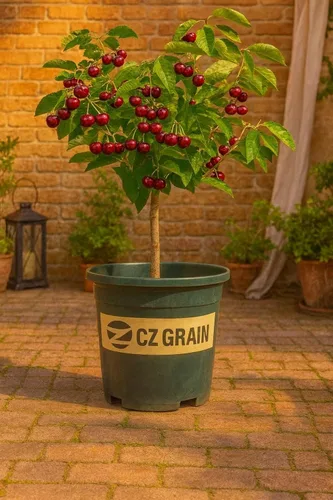 Plántula de árbol frutal de cerezo negro para cultivar, Prunus serotina, ideal para plantar patios en el hogar y el jardín (1 plántula)