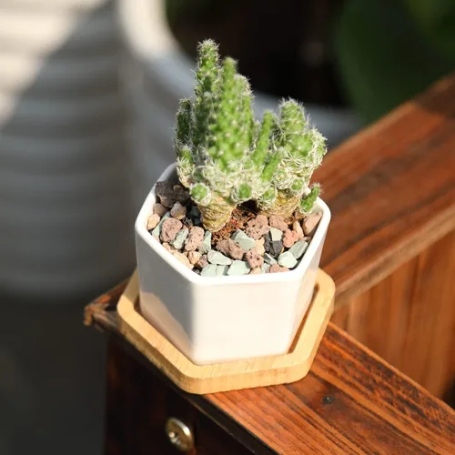 Miniatura 4 de Mezcla de rocas de lava de 10 libras para plantas de grava, guijarros para bonsái suculentas, tierra para macetas, aderezos y plantas de terrario