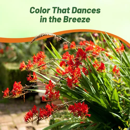 Miniatura 7 de Outsidepride Semillas de Crocosmia – 100 unidades. Semillas perennes, resistentes y fáciles de cultivar, semillas de flores para plantar flores