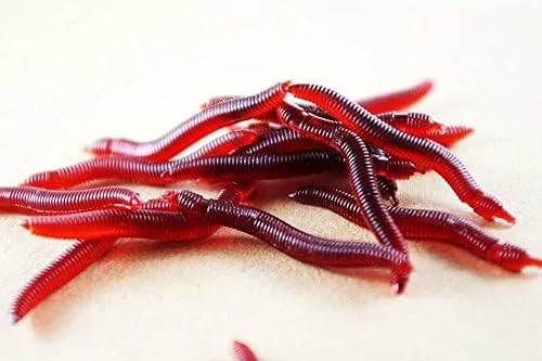 100pcs 1.6 in 0.01 oz Señuelo Suave Gusanos Rojos - Cebos de pesca de lombriz de tierra para trucha - Señuelos de pesca de agua dulce