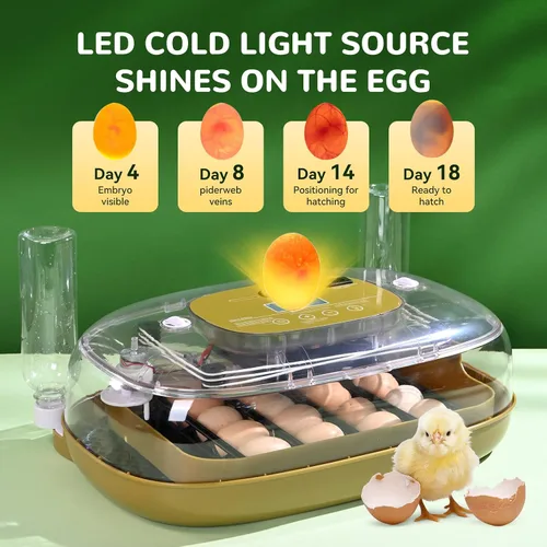 Miniatura 4 de Incubadora de 24 huevos con girador automático, asiento de termómetro y control de humedad, perfecta para incubar pollo, incluye vela de huevos