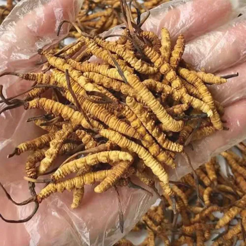 Miniatura 4 de Cordyceps Sinensis 100% salvaje del Himalaya Cordyceps Sinensis hongo de oruga china Cordyceps Sinensis Wild Cordyceps, Dong Chong Xia Cao, apoyo