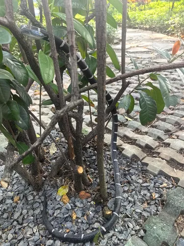 Miniatura 7 de Serpiente de goma de 53 pulgadas, juguete realista de serpientes falsas para bromas del día de los inocentes, Halloween (a rayas)
