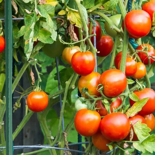 Miniatura 7 de Xiny Tool Estacas de jardín, paquete de 25 estacas de tomate de acero de 4 pies con capa de plástico para plantas trepadoras