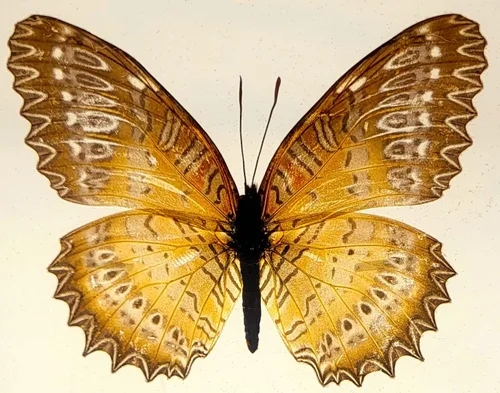 Miniatura 31 de Mariposa Bluebottle real de 2.9 pulgadas en resina de Lucite transparente, grafio, sarpedón, colección de manualidades para biología, ciencias