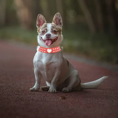 Miniatura 3 de Lindo collar de perro de 2 filas de diamantes de imitación con forma de corazón tachonado para perro pequeño o mediano, rojo, XXS