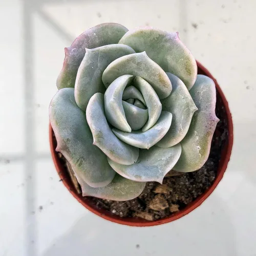 Miniatura 8 de Blissful Echeveria Alpen Glow 4" Pot Live Succulent Pink Purple Rosette Plant Easy 2 Grow, Perfect for Wedding, Party Favor and Succulent