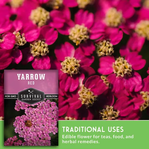 Miniatura 4 de Semillas de milenrama roja o rosa para plantar, hierbas medicinales tradicionales y semillas de flores perennes, flores amigables con polinizadores
