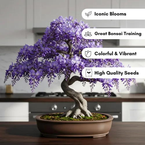 Miniatura 2 de Semillas de bonsái de glicina llorona para plantar – 10 semillas Flores moradas en cascada Bonsái de floración al aire libre Árbol de vid