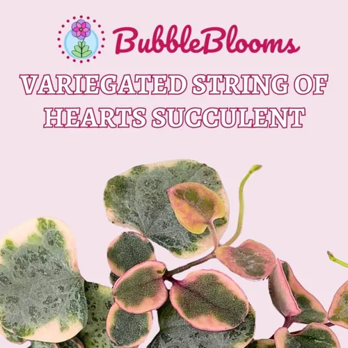 Miniatura 2 de BubbleBlooms Cadena de corazones abigarrados Ceropegia woodii en maceta de 2 pulgadas