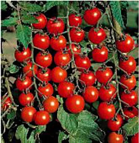Super Sweet 100 semillas de tomate (45 semillas) para plantar, granja, cultivo en jardín, invernadero, vegetales, frutas
