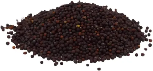 Miniatura 3 de Hancock Seed Co. - Semillas de nabo con forma de globo blanco con parte superior morada, 5 libras.