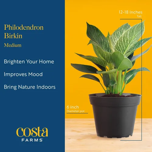 Miniatura 4 de Costa Farms - Philodendron birkin, planta de interior viva, 14 pulgadas de alto, maceta decorativa blanca, colección Trending Tropicals