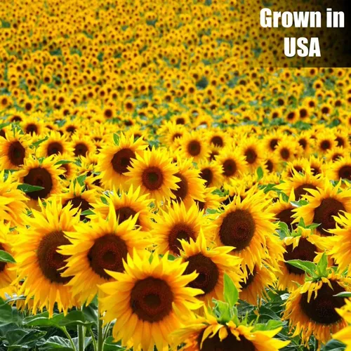 Miniatura 3 de Old Potters Wildlife - Semilla de girasol a rayas para alimentación de aves silvestres, sin OMG y cultivada en granja pequeña de EE. UU., 6 libras