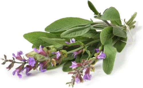 Miniatura 6 de Seeds Garden Sage Medicinal - Salvia Officinalis - Tulasi de interior - Hierbas tradicionales - Sin OMG