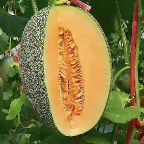 Miniatura 9 de Semillas de frutas para plantar (100 semillas de fruta del dragón)