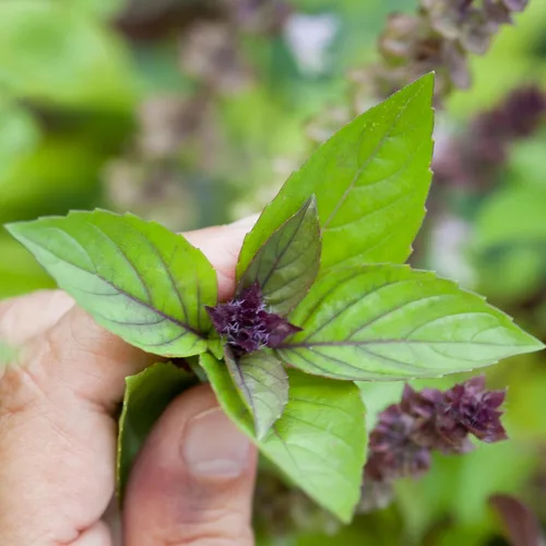 Miniatura 3 de Semillas de albahaca y canela para plantar, 1/4 onza más de 4,000 semillas de hierbas tradicionales sin OMG