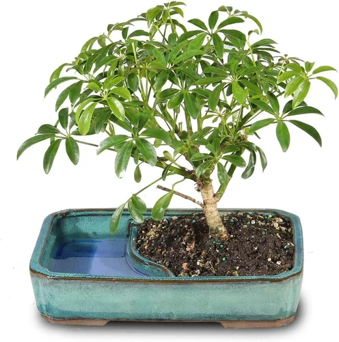 Miniatura 11 de Brussel's Bonsai Árbol Bonsái Hawaiano Umbrella Vivo - Mediano, 5 Años, 6 a 10 Pulgadas - Árbol Bonsái de Interior con Maceta de Agua para Bonsái