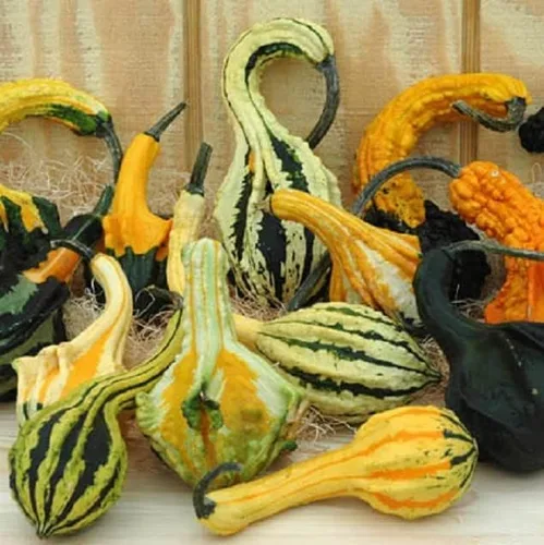 Semillas de calabaza para plantar (10 semillas) – Semillas exóticas y difíciles de encontrar calabaza, calabaza y calabaza – Semillas de huerto