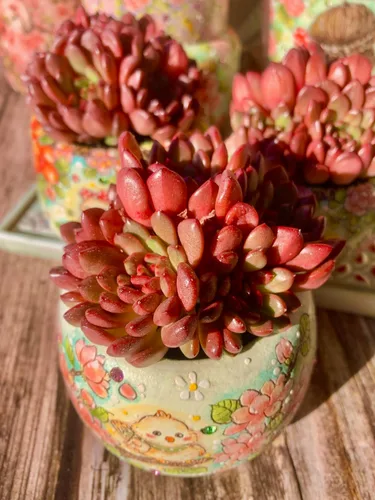 Miniatura 11 de Echeveria Agavoides - Kit de suculentas de dragón azul, con maceta de plástico, 1 cabeza de 2 pulgadas, planta viva de 2 pulgadas, suelo comprimido