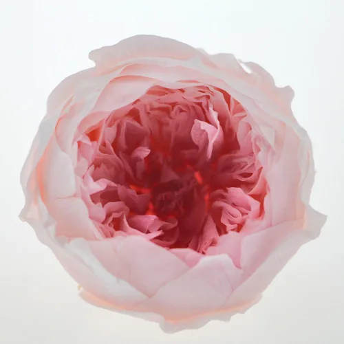 Miniatura 3 de Cabeza de flor fresca preservada de rosas Austin, 1.6-2 pulgadas cada una, 8 piezas